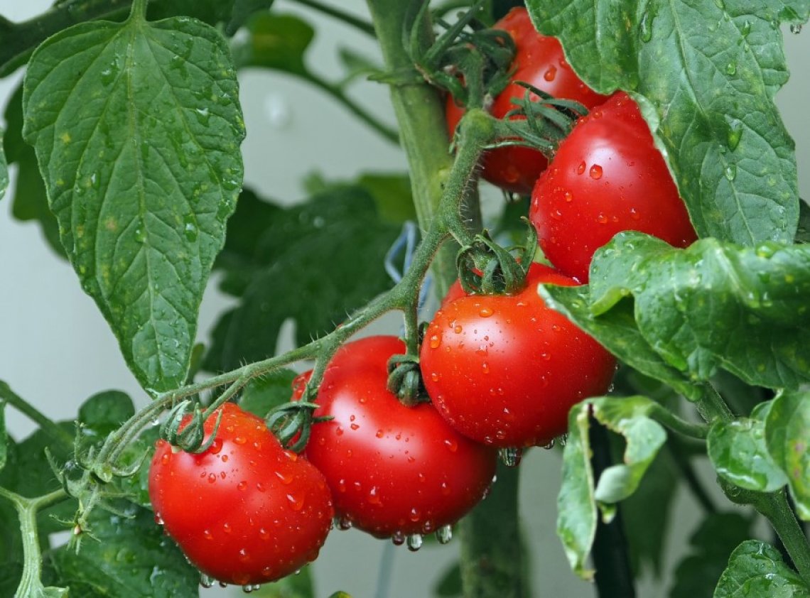 programul tomata